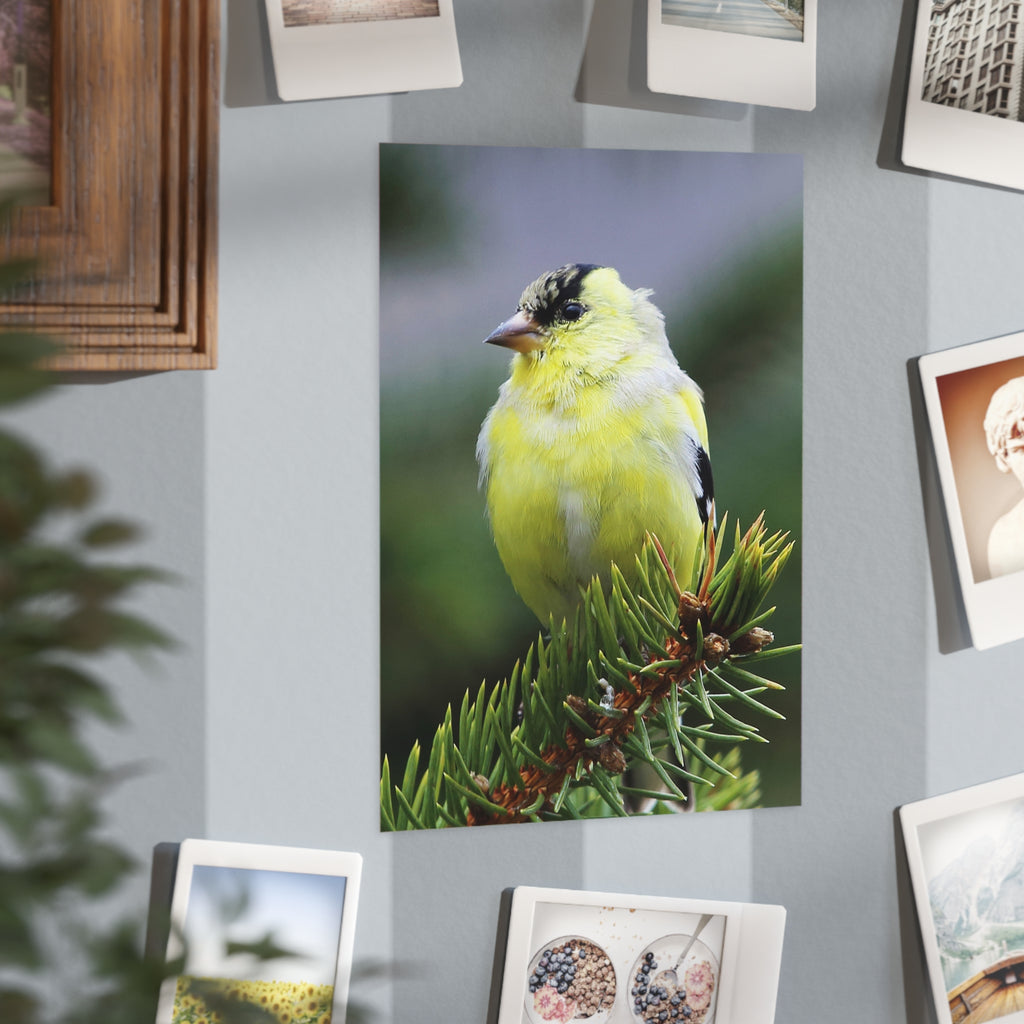 Goldfinch - 5x7 Prints