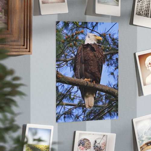 bald eagle photo print