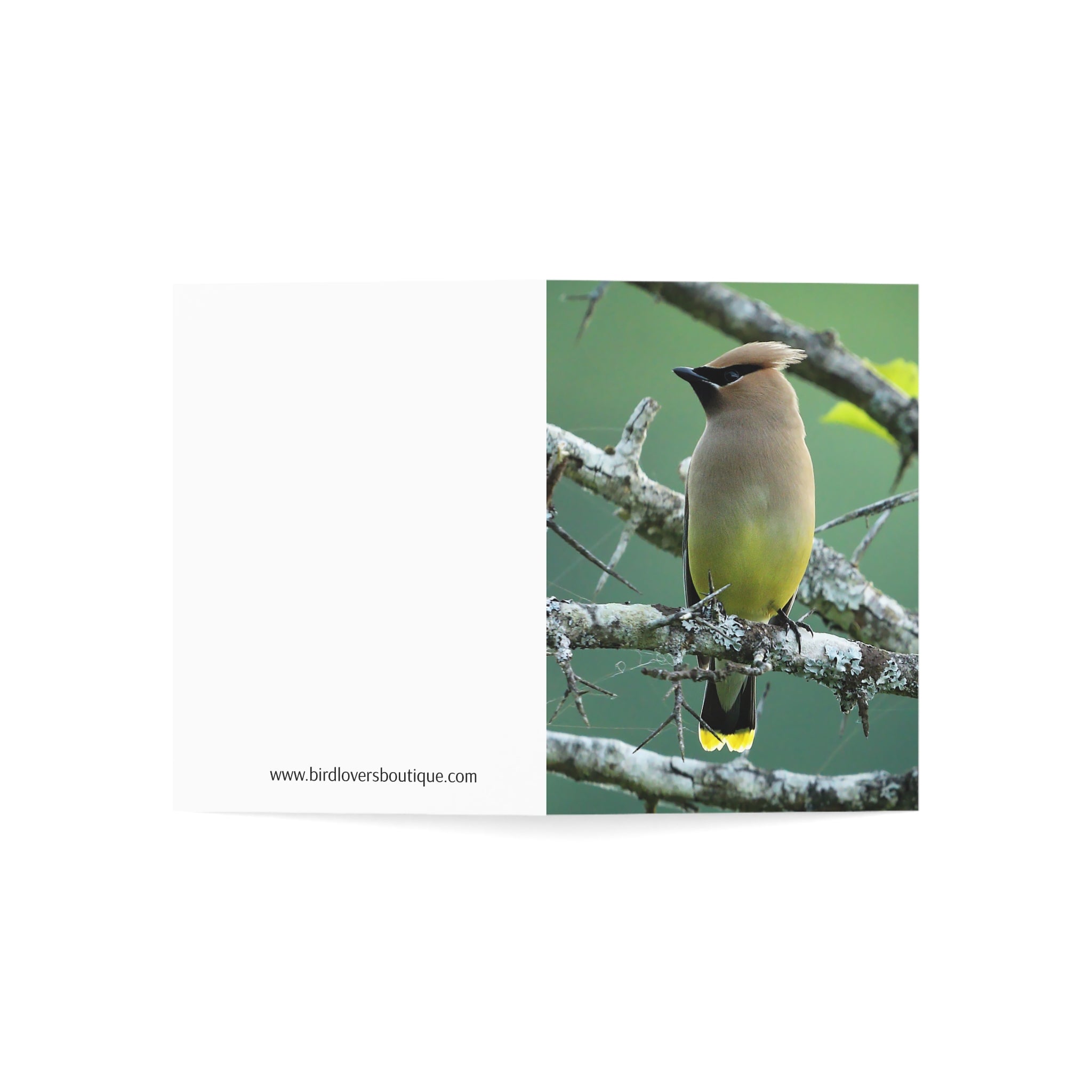 cedar waxwing greeting card