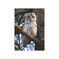 Barred Owl - 5x7 Prints
