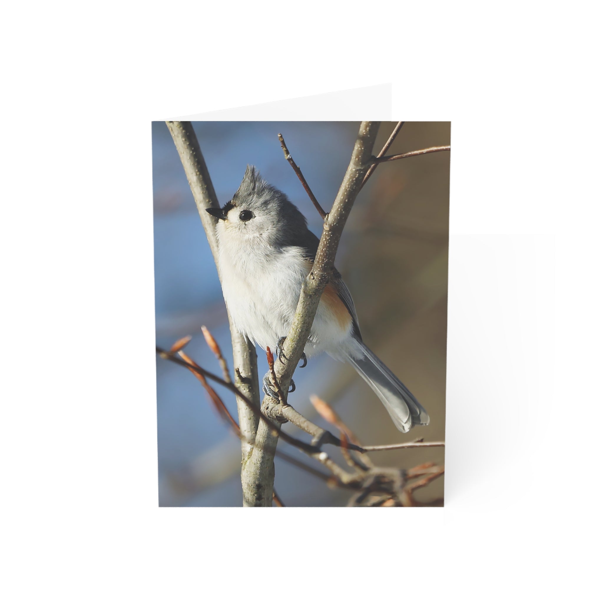 tufted titmouse greeting card