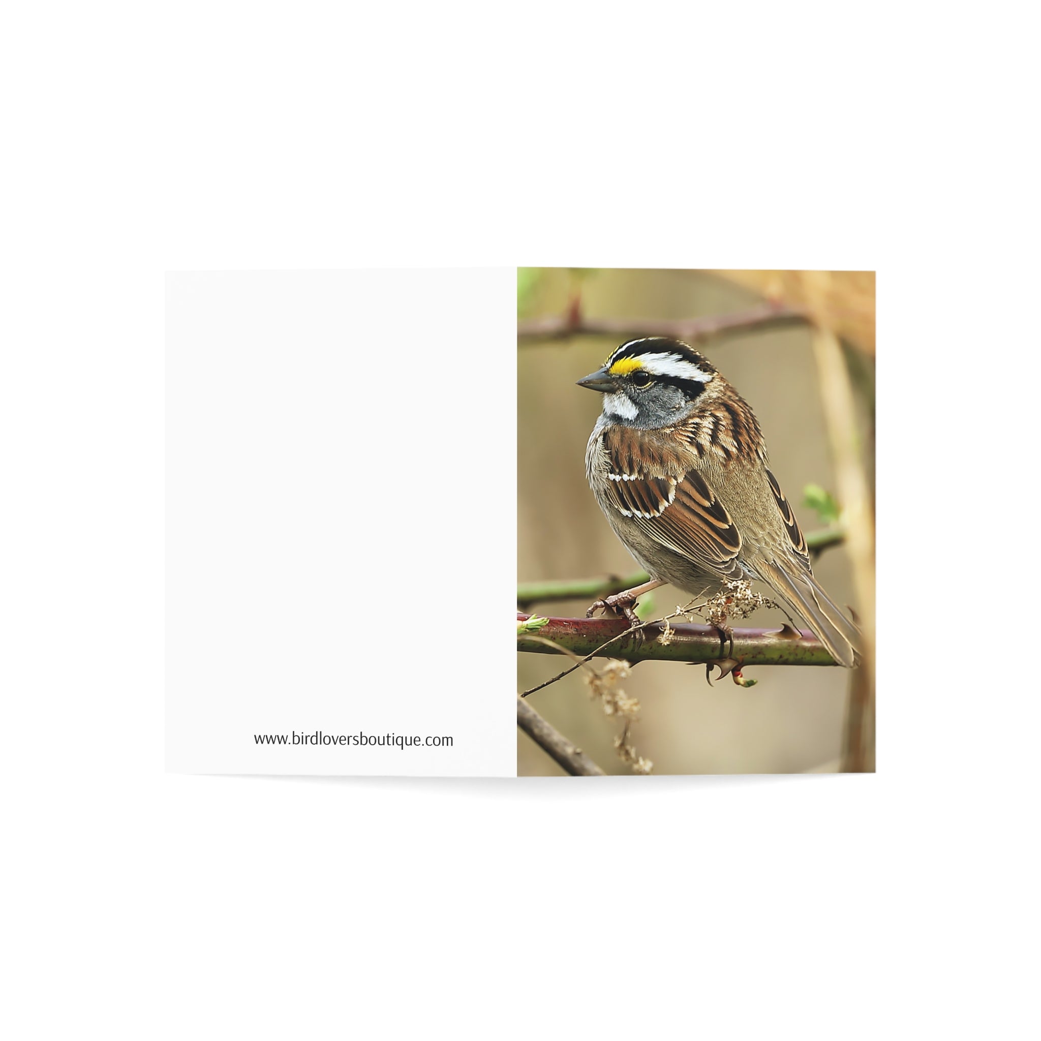 white-throat sparrow greeting card