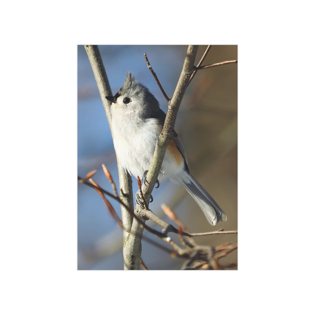 Tufted Titmouse - 5x7 Prints