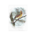 Norther Cardinal Female Painterly - 5x7 Prints