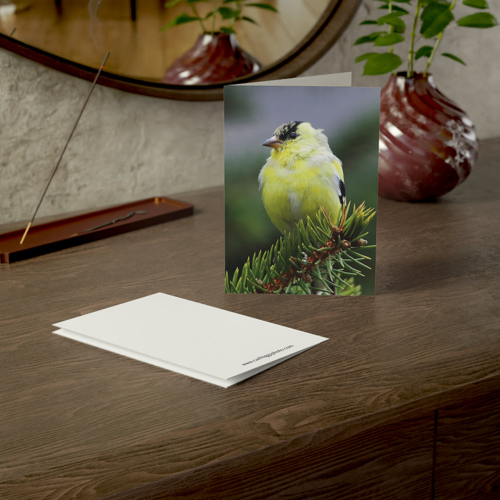 Goldfinch - Greeting Cards (1, 10, 30, and 50pcs)