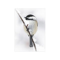 Black Capped Chickadee - 5x7 Prints