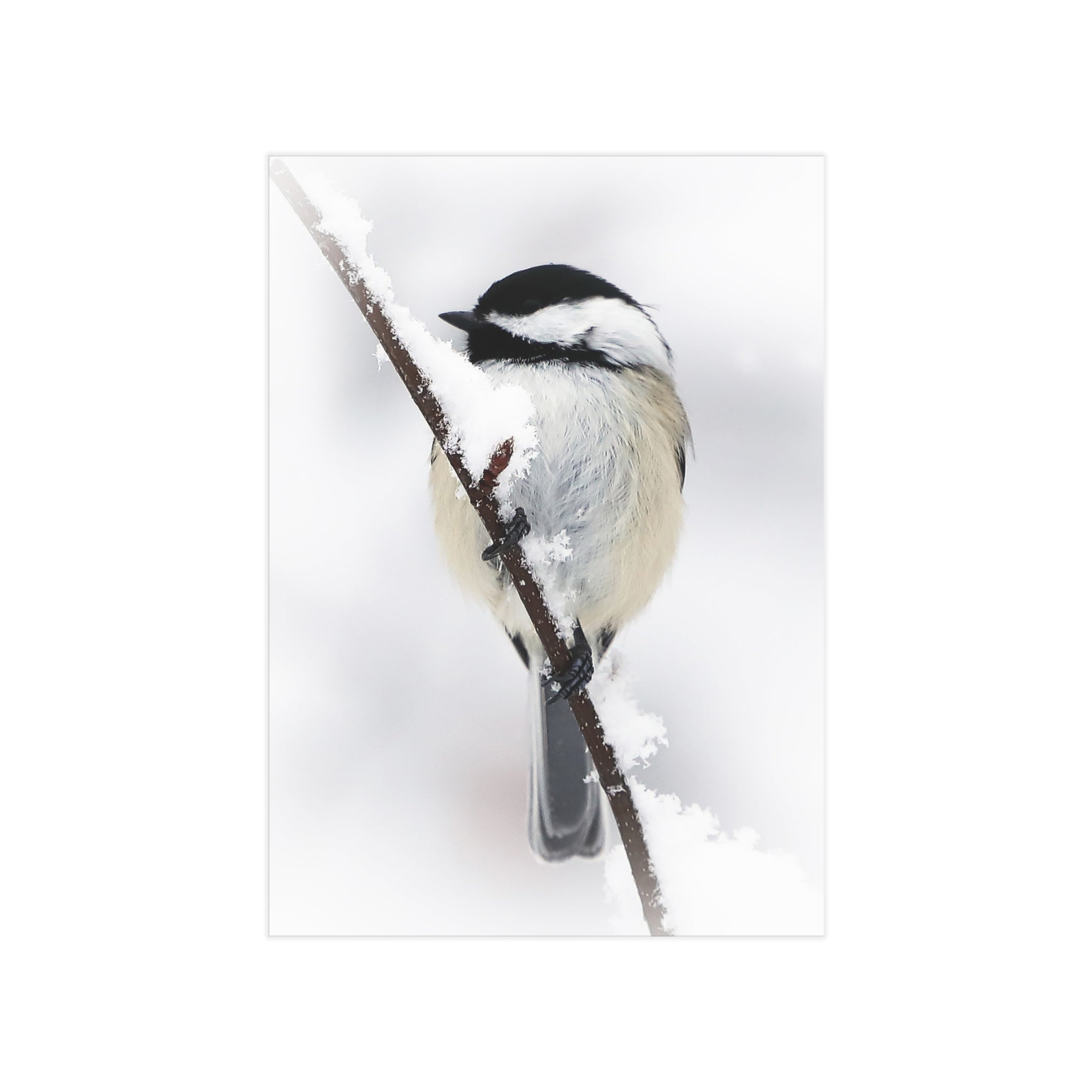 Black Capped Chickadee - 5x7 Prints