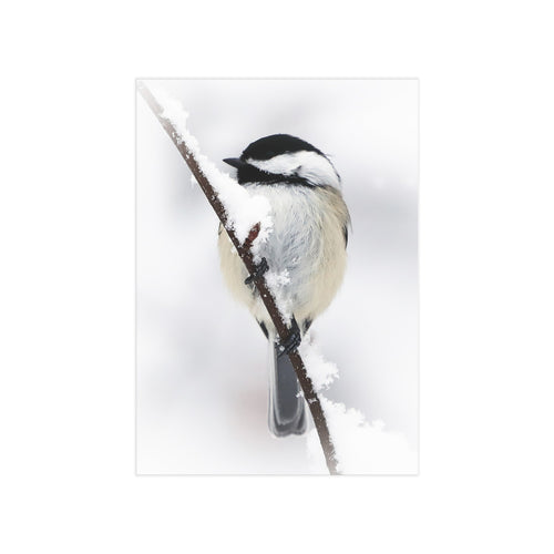 Black Capped Chickadee - 5x7 Prints