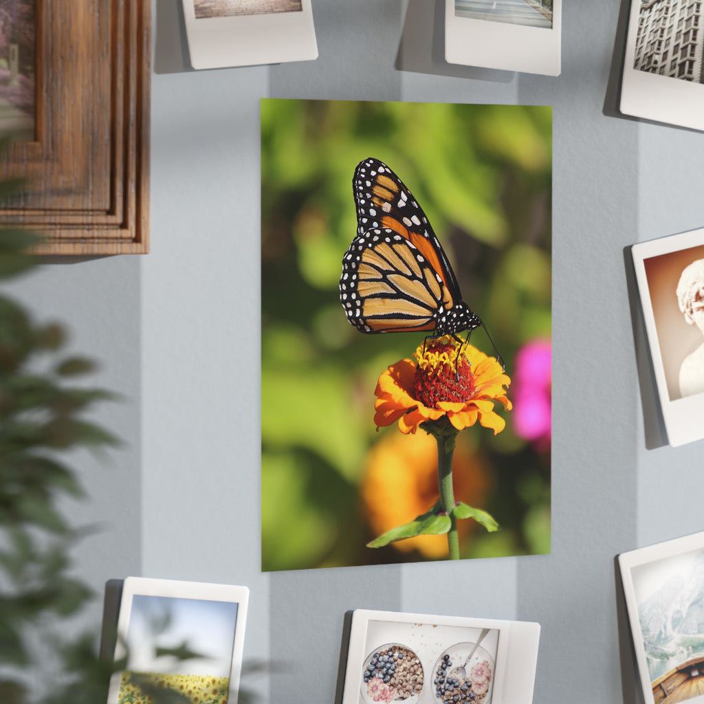 Monarch Butterfly - 5x7 Prints
