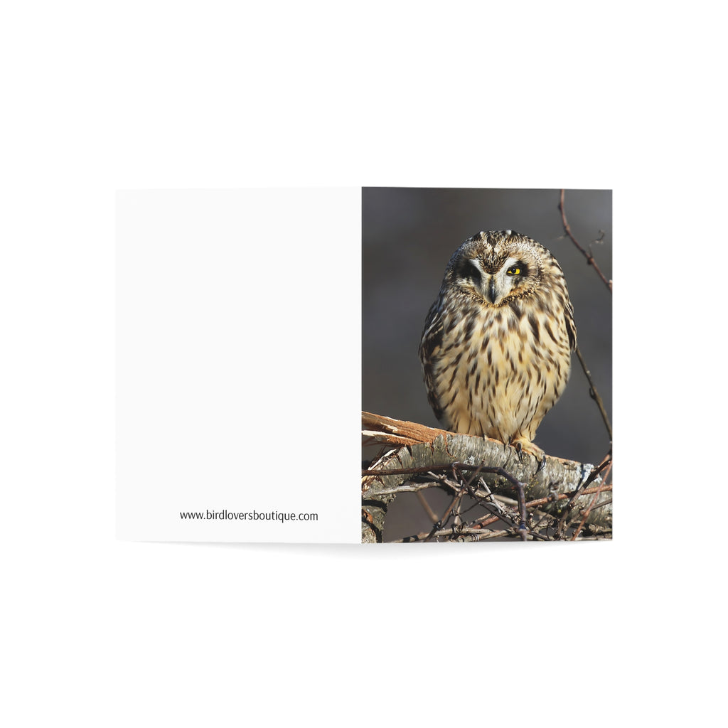 short eared owl greeting card