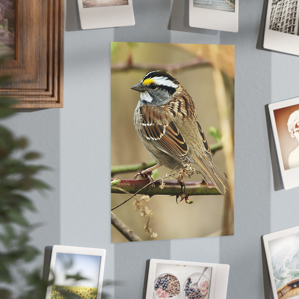 Yellow-throated Sparrow - 5x7 Prints