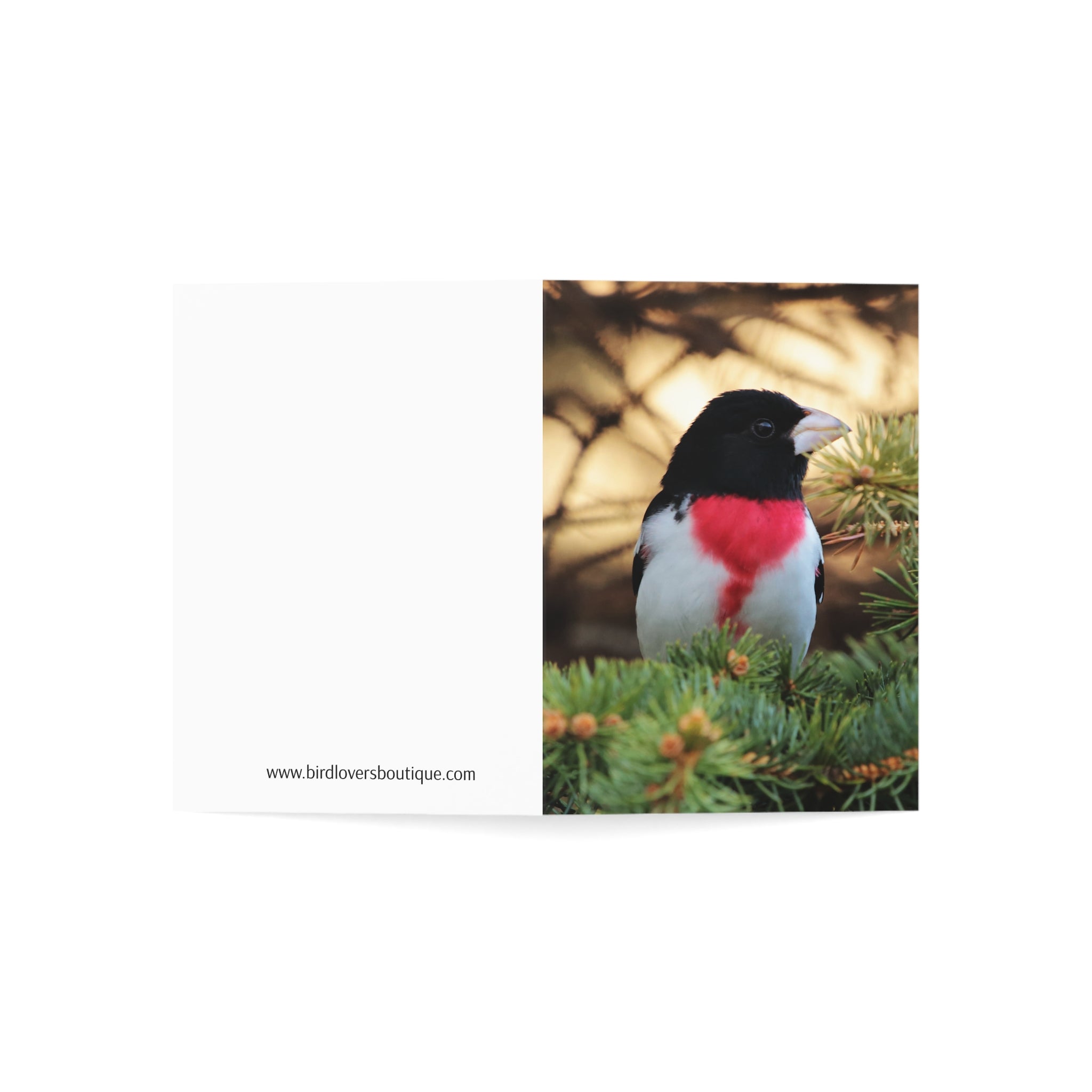 rose-breasted grosbeak greeting card
