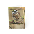 white-throat sparrow greeting card