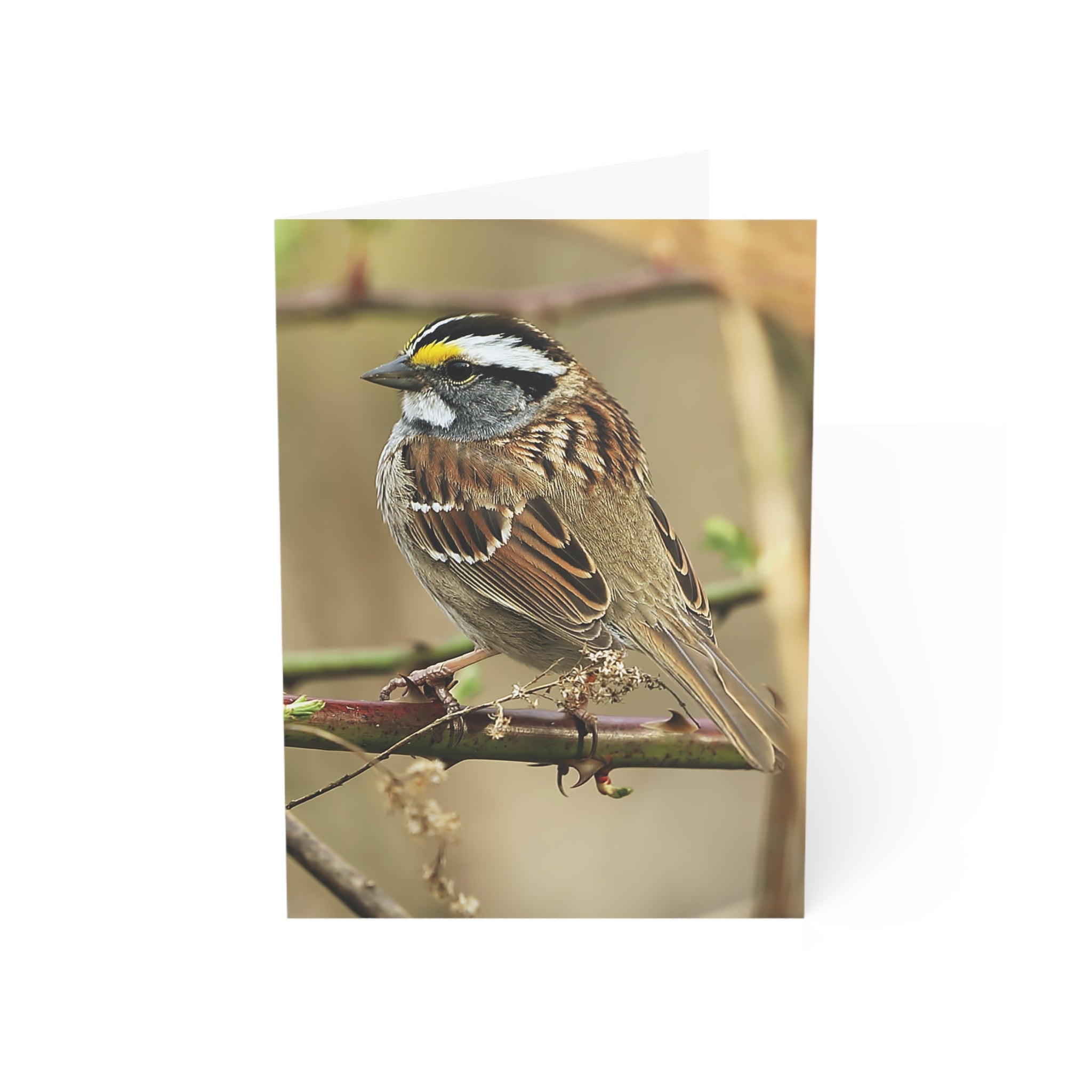 white-throat sparrow greeting card