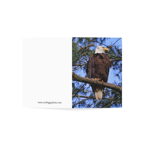 Bald Eagle - Greeting Cards (1, 10, 30, and 50pcs)