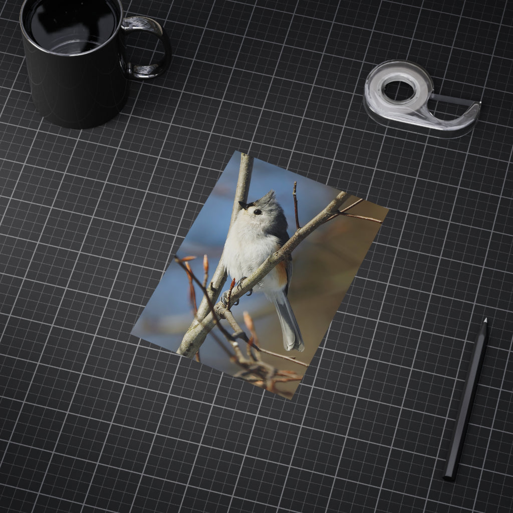 Tufted Titmouse - 5x7 Prints