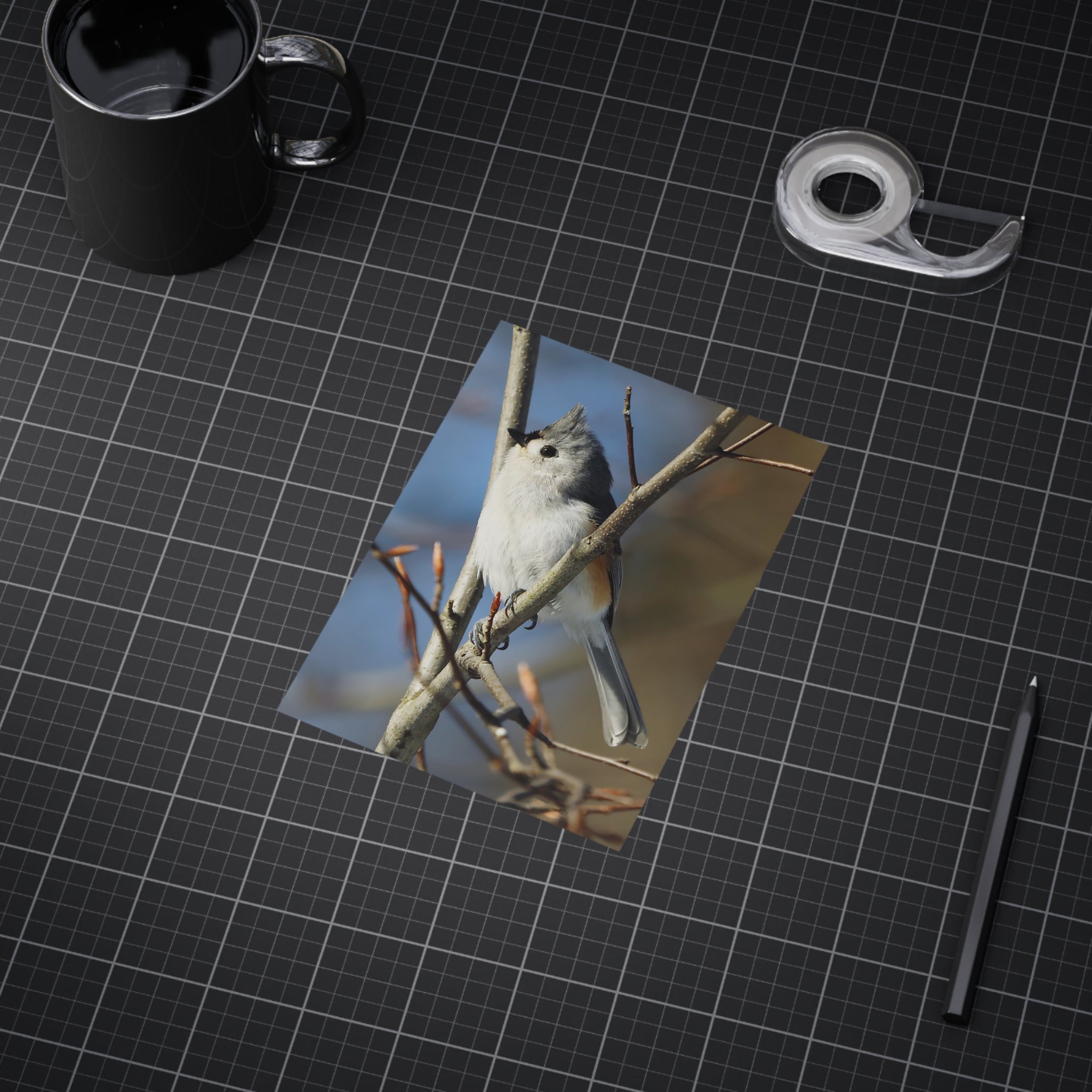 Tufted Titmouse - 5x7 Prints