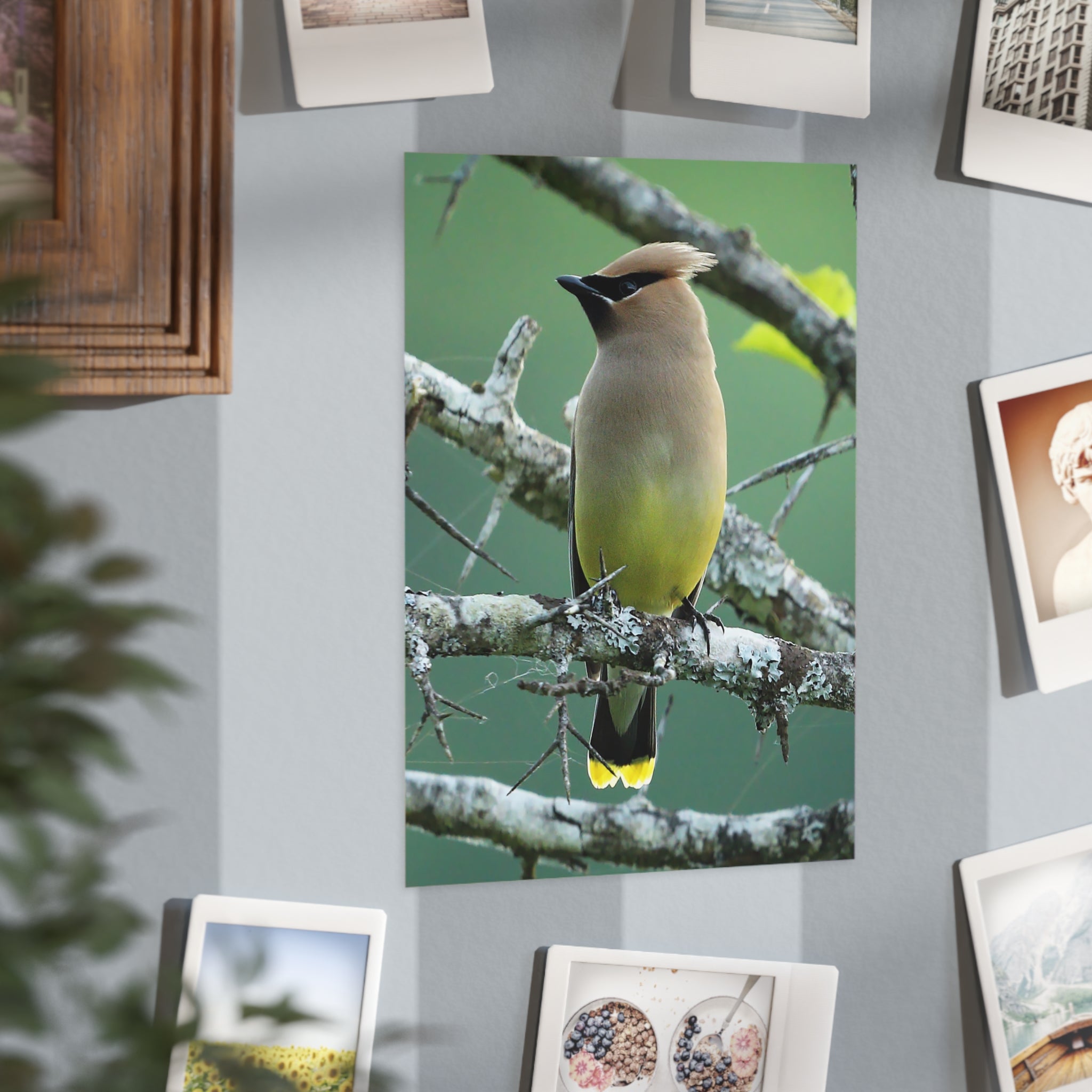 Cedar Waxwing - 5x7 Prints