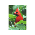 northern cardinal photo print