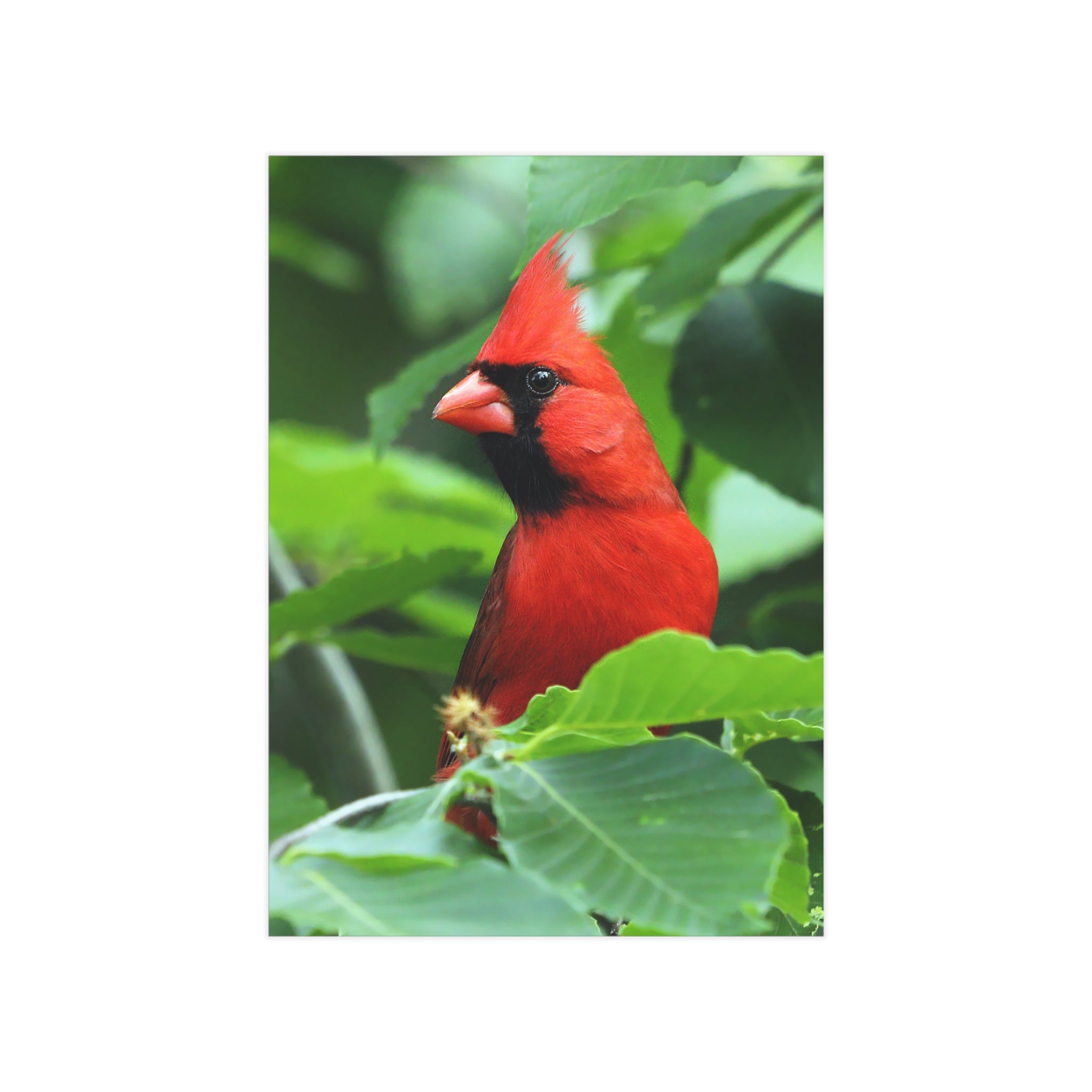 northern cardinal photo print