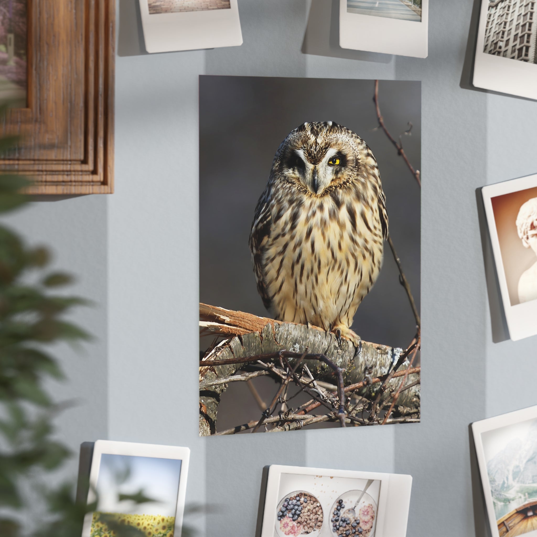 short-eared owl photo print