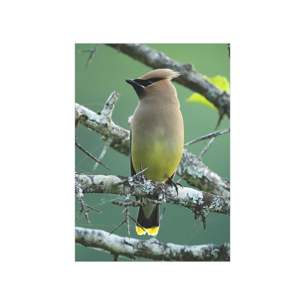 Cedar Waxwing - 5x7 Prints