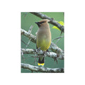 Cedar Waxwing - 5x7 Prints