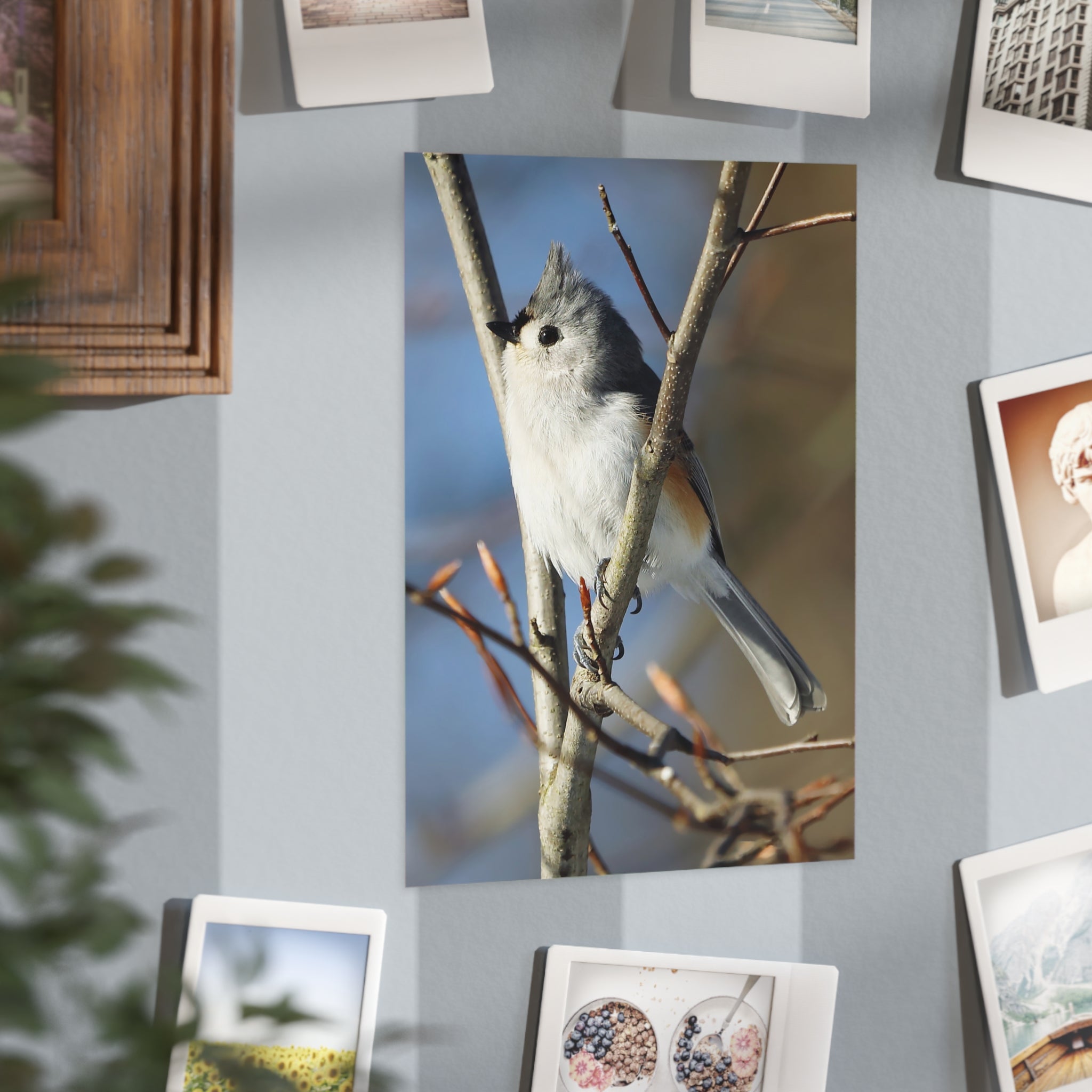 Tufted Titmouse - 5x7 Prints