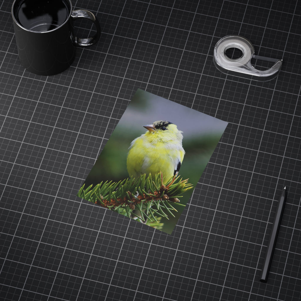 Goldfinch - 5x7 Prints