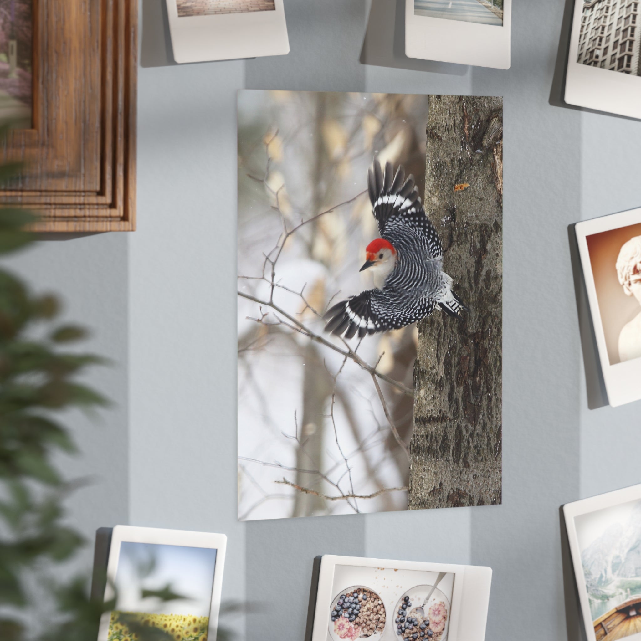 red-bellied woodpecker photo print