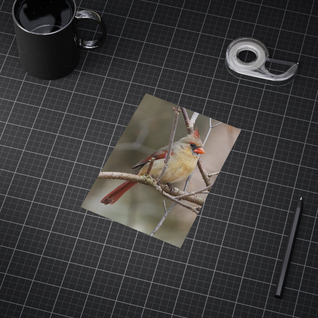 Northern Cardinal Female - 5x7 Prints