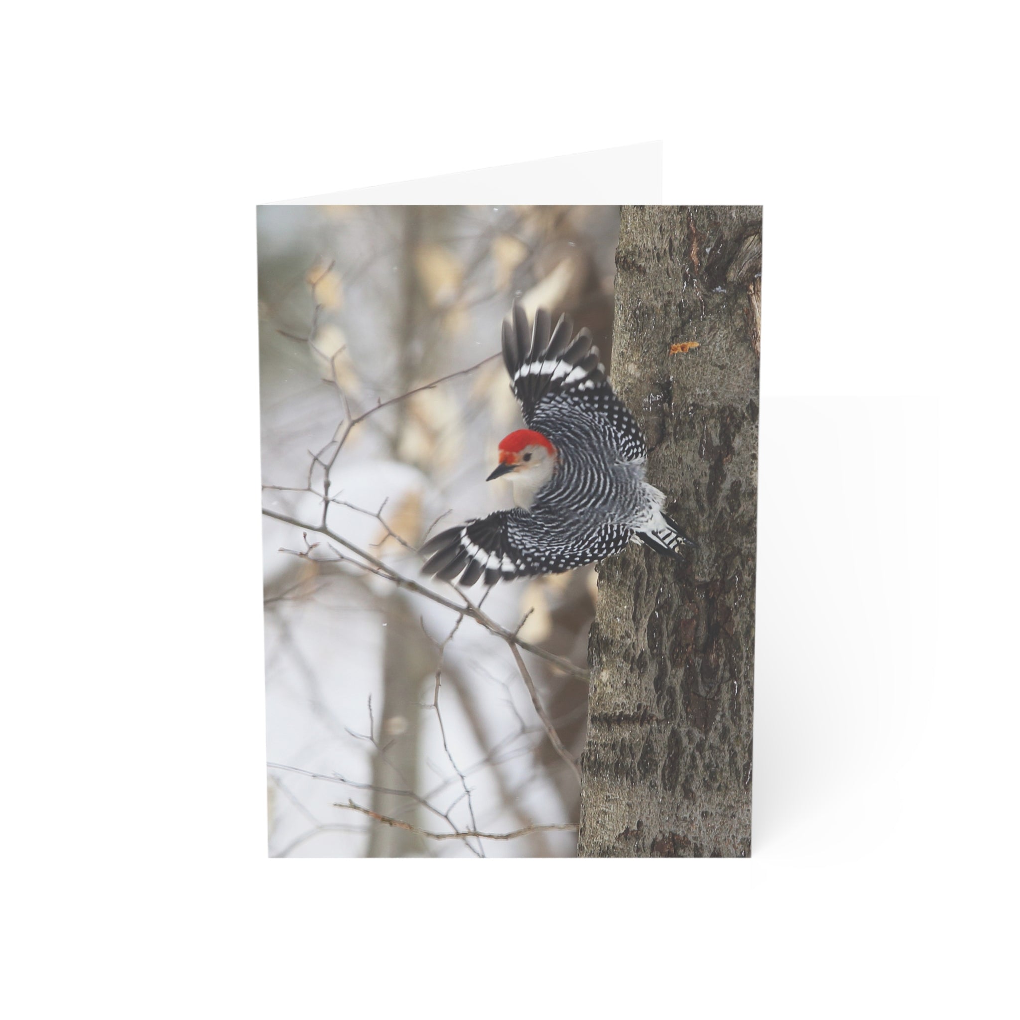 red-bellied woodpecker greeting card