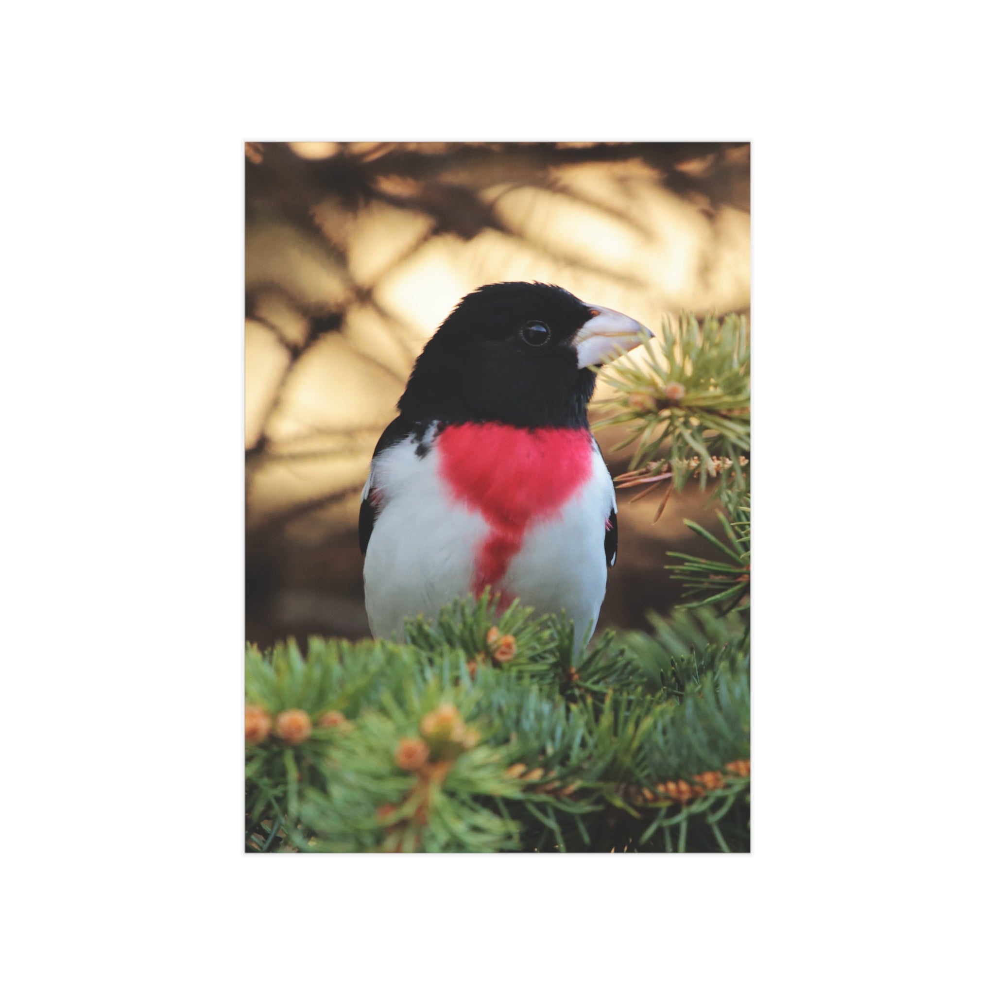 Red-breasted Grosbeak - 5x7 Prints