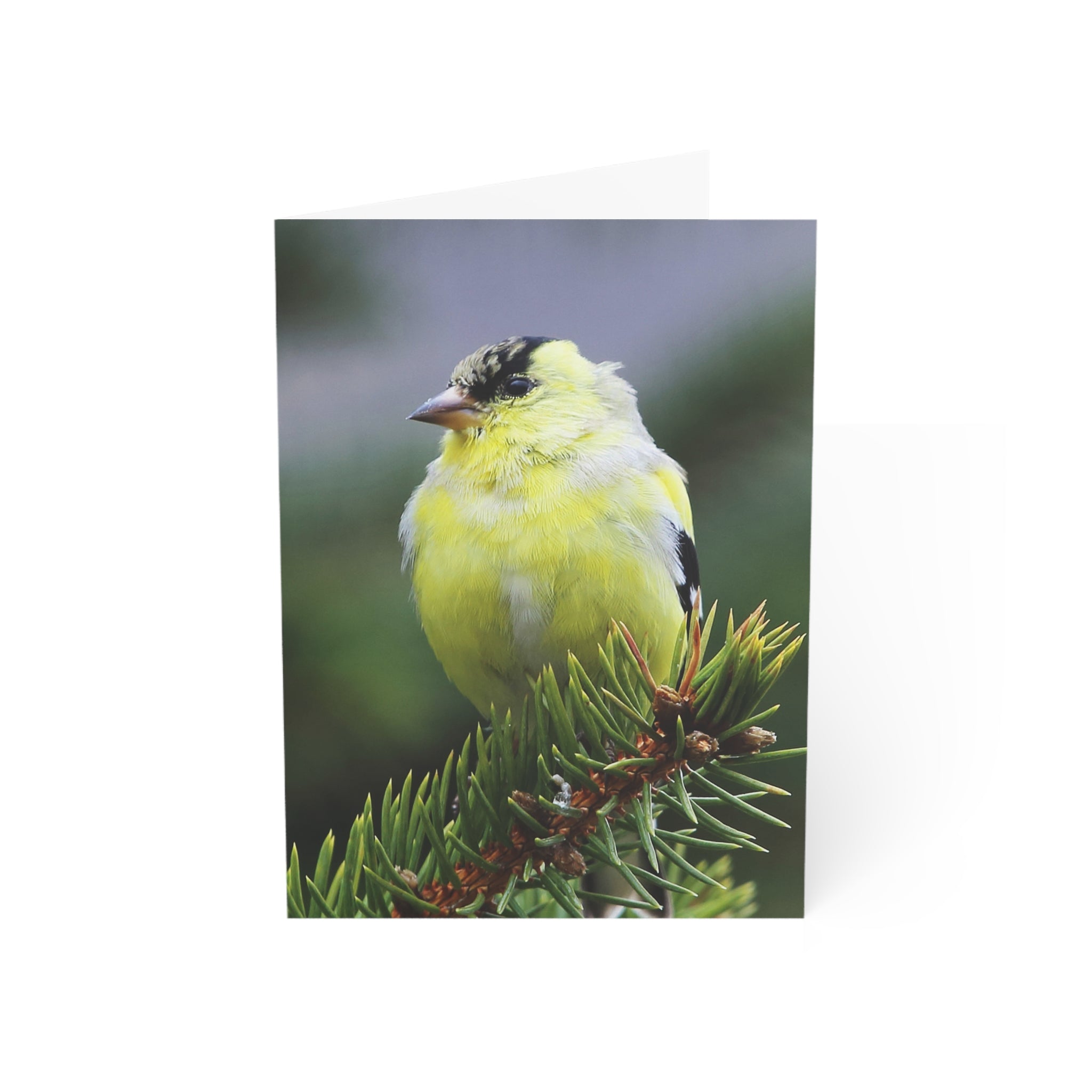 goldfinch greeting card