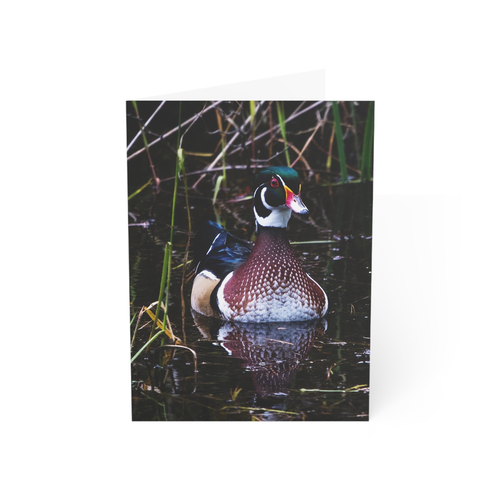 wood duck greeting card
