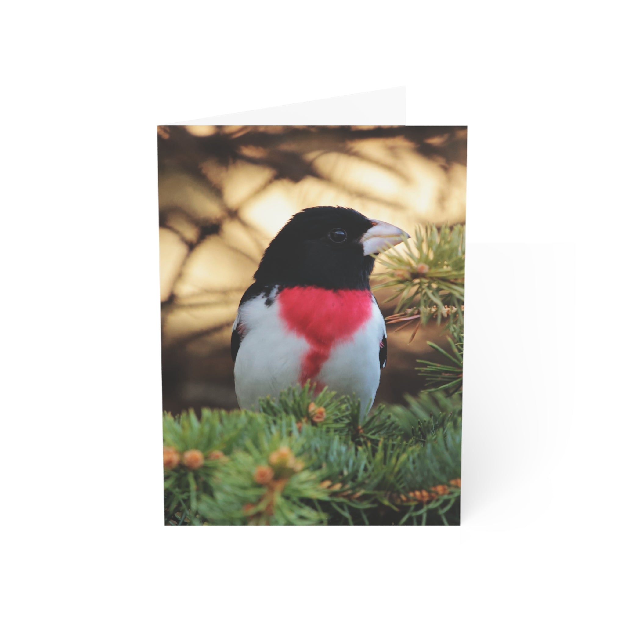 rose-breasted grosbeak greeting card