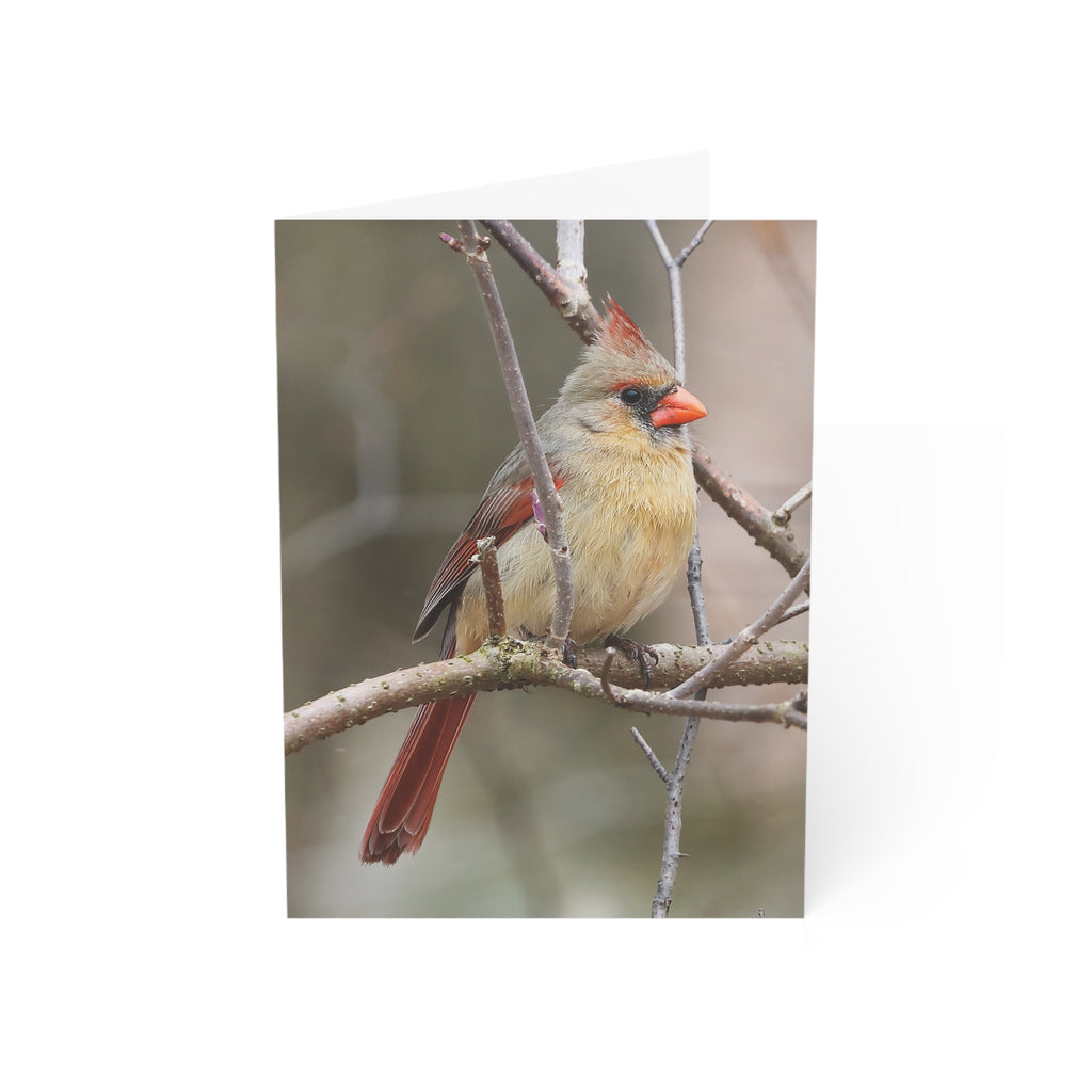 Northern Cardinal Female - Greeting Cards (1, 10, 30, and 50pcs)