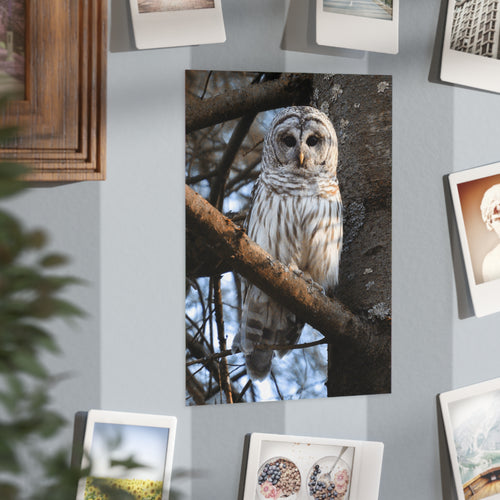 barred owl photo print