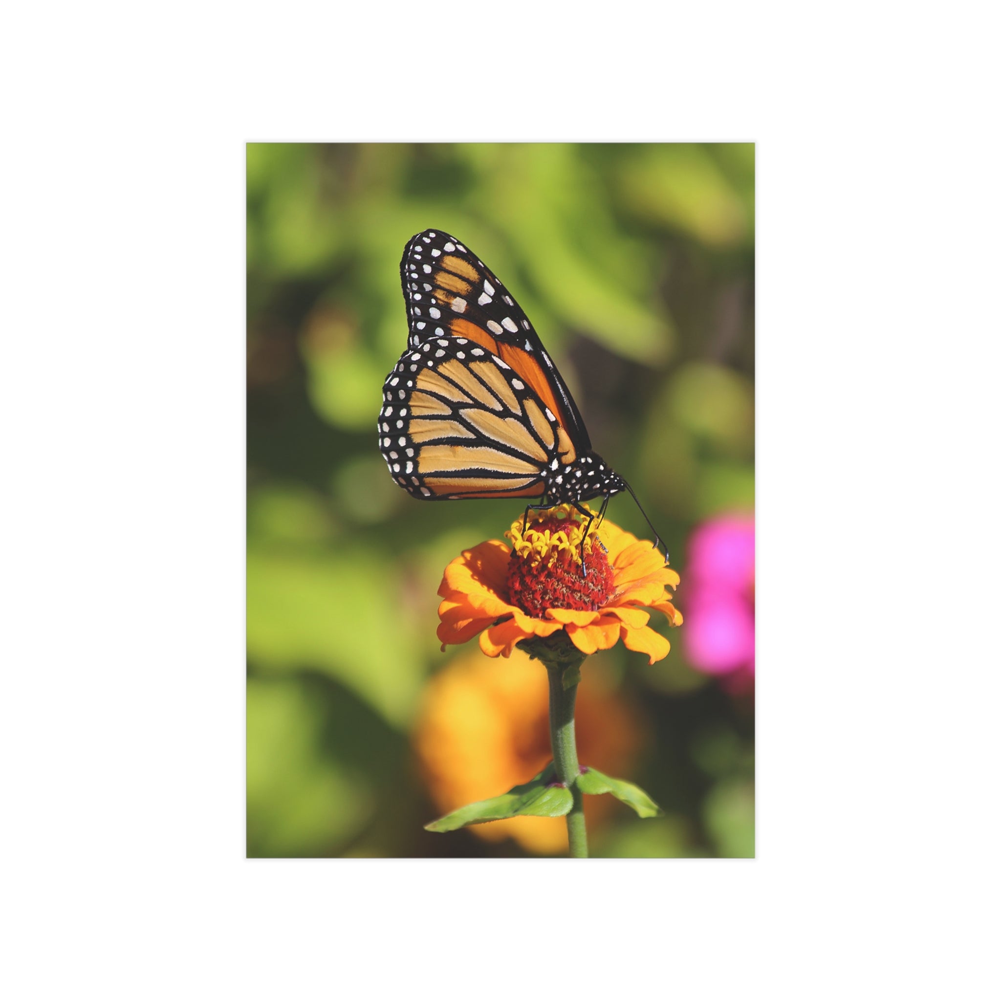 Monarch Butterfly - 5x7 Prints