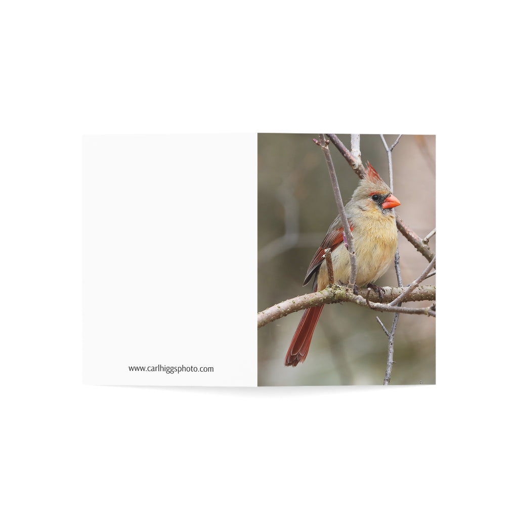 Northern Cardinal Female - Greeting Cards (1, 10, 30, and 50pcs)