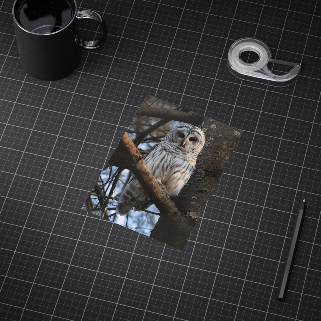 Barred Owl - 5x7 Prints