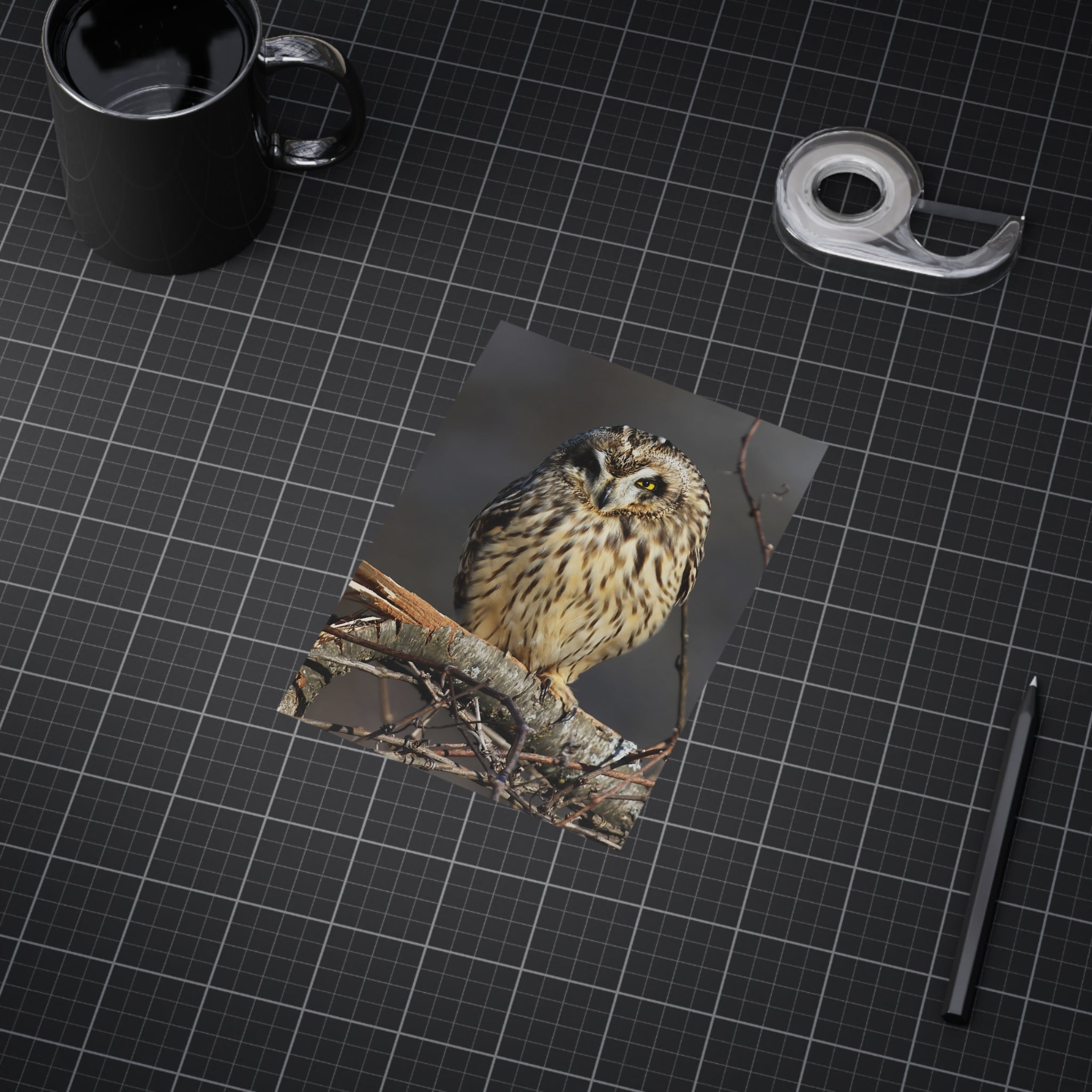 short-eared owl photo print