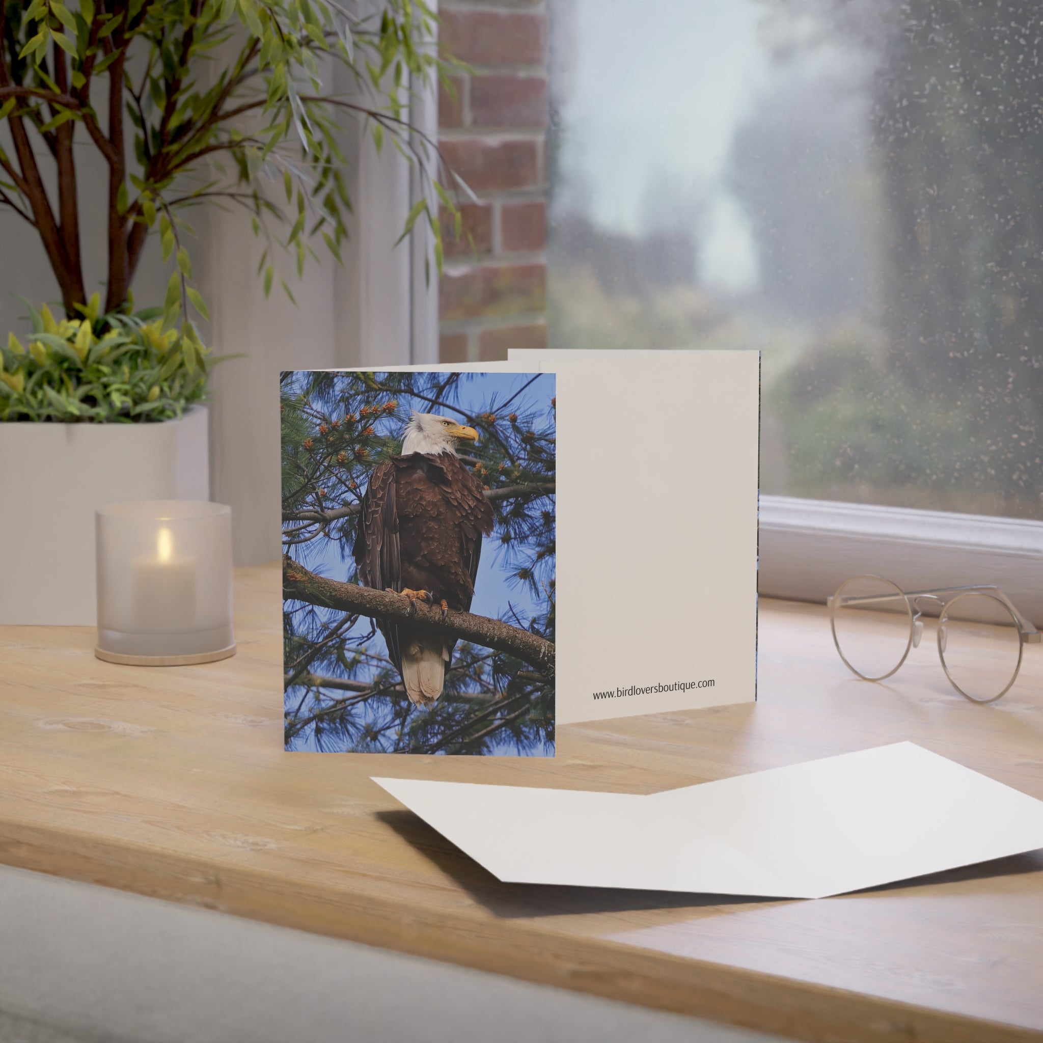 bald eagle greeting card