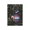 Wood Duck - 5x7 Prints