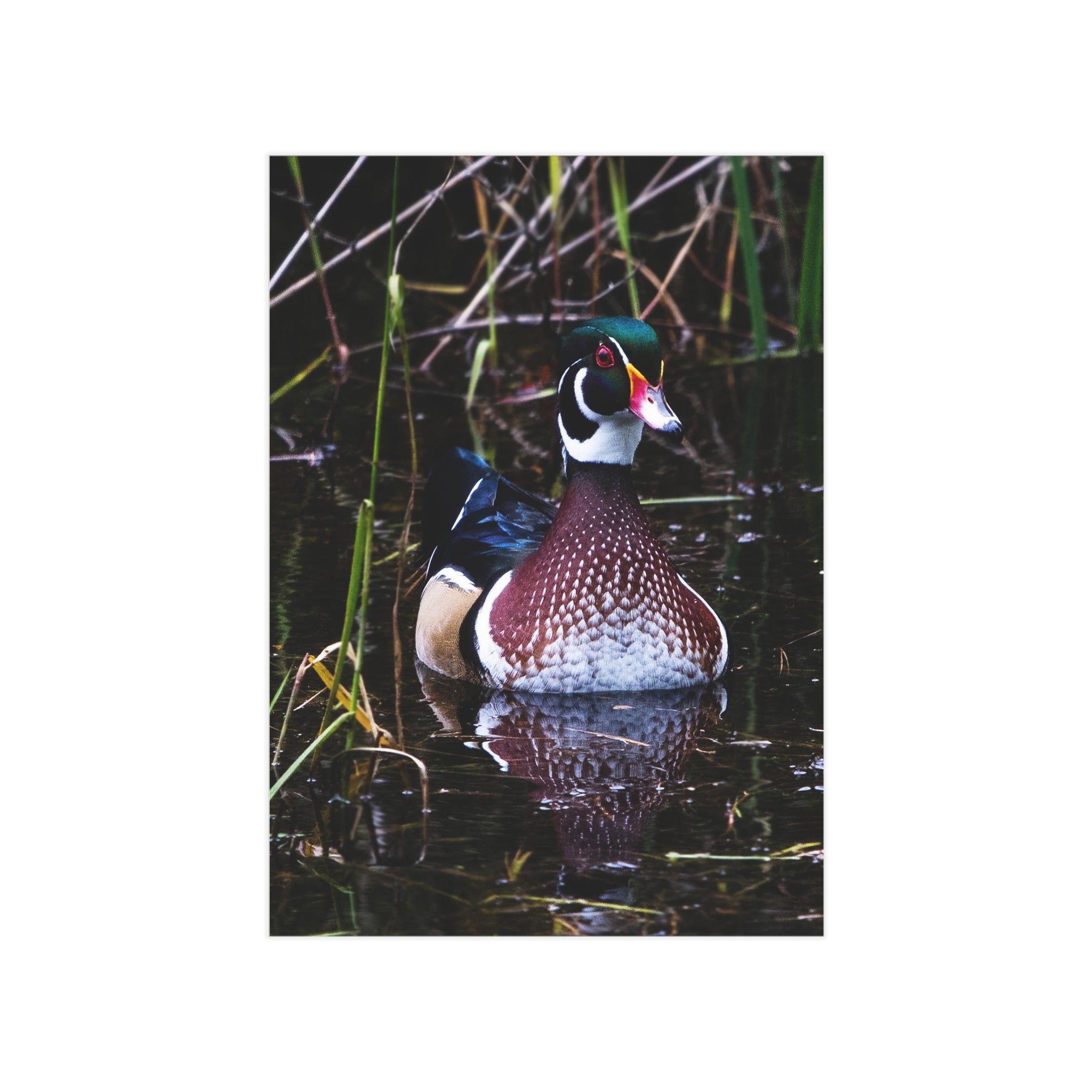 Wood Duck - 5x7 Prints