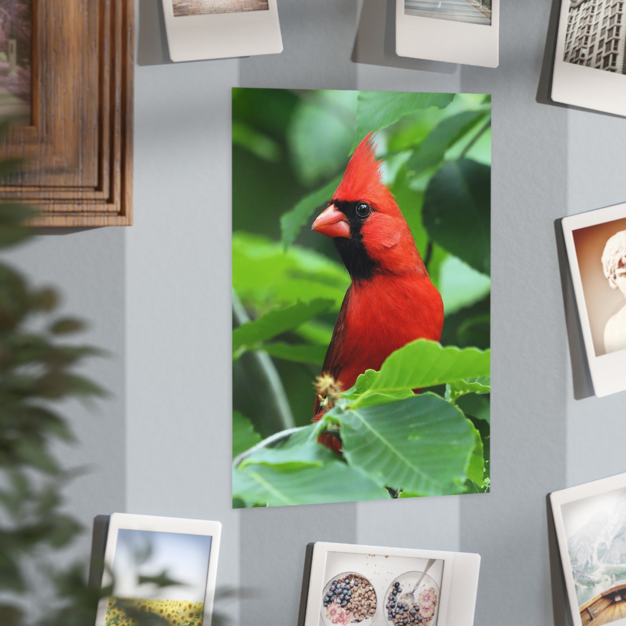 northern cardinal photo print