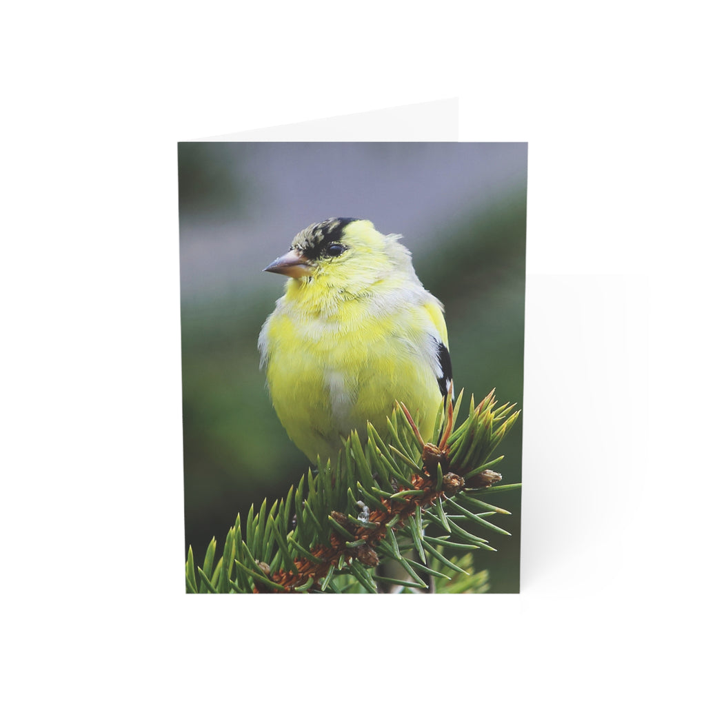 Goldfinch - Greeting Cards (1, 10, 30, and 50pcs)