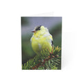 Goldfinch - Greeting Cards (1, 10, 30, and 50pcs)