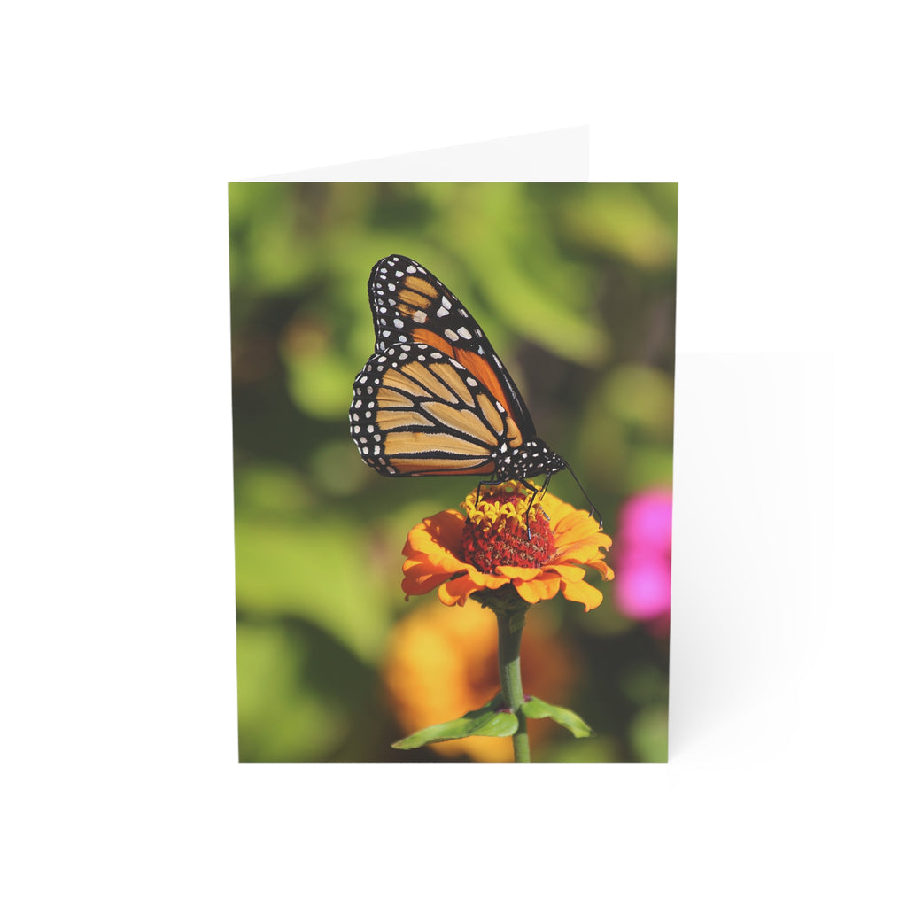 monarch butterfly greeting card