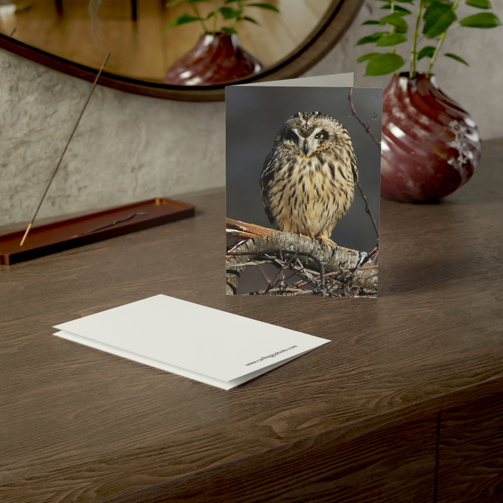 Owl perched on a branch with a dark background greeting card